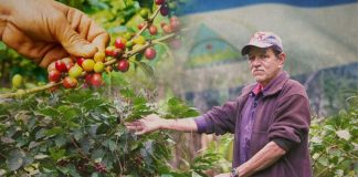 Foto: Cierre nacional de cosecha cafetalera 2025-2026 /Cortesía
