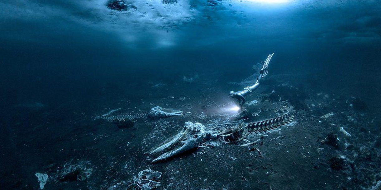 Foto: Ballenas: hallan cementerio bajo el hielo en Groenlandia/Cortesía