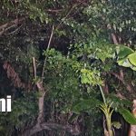 Foto: Lluvia inesperada ayuda a sofocar incendio forestal en la Isla de Ometepe/TN8