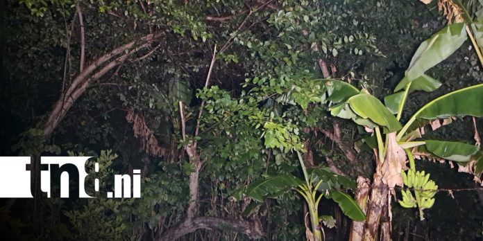 Foto: Lluvia inesperada ayuda a sofocar incendio forestal en la Isla de Ometepe/TN8