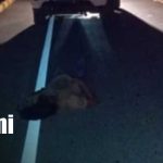Un hombre muere tras ser impactado por una camioneta en Rivas Foto: Accidente en Rivas deja un hombre muerto/TN8