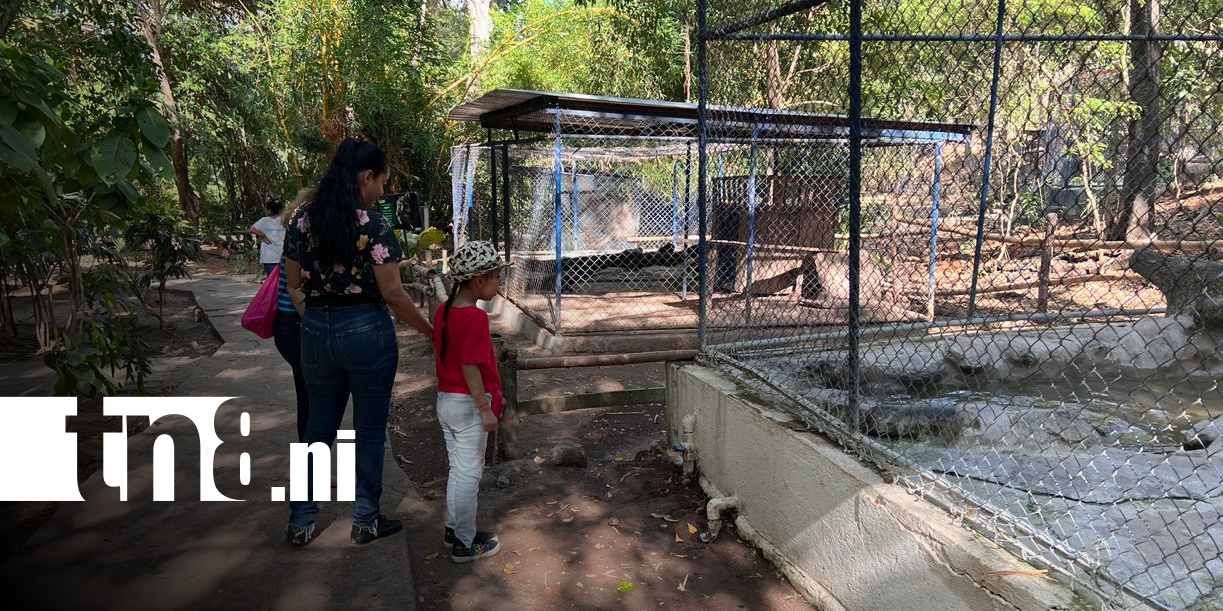 Foto: Zoológico Thomas Belt atenderá en Semana Santa y anuncia mejoras en recinto de pumitas/TN8