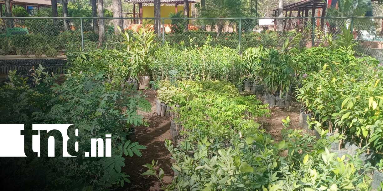 Foto: Vivero de Nandaime amplía producción a más de 60 mil plantas/TN8