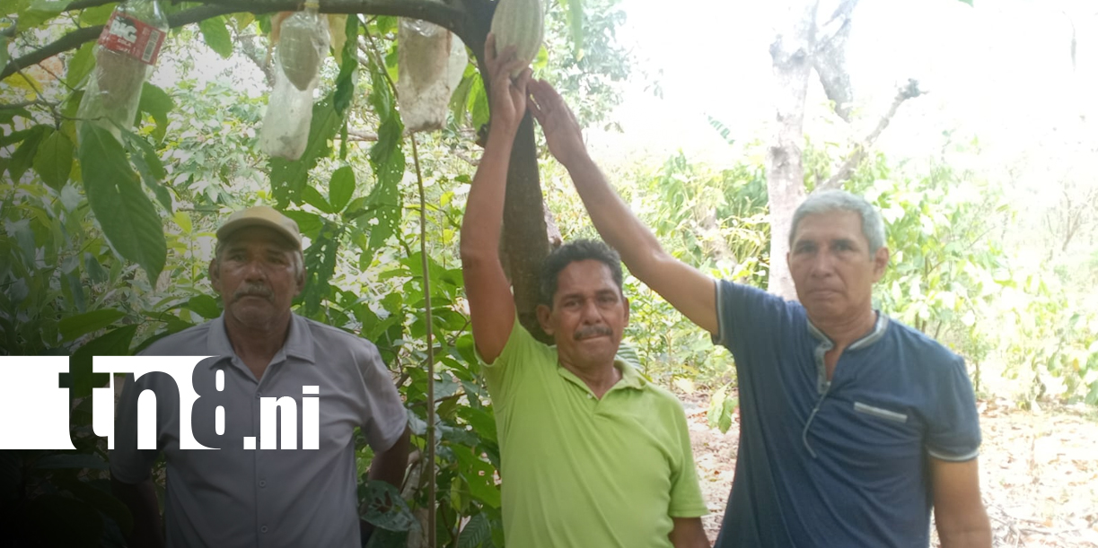 Foto: INTUR impulsa la Ruta del Cacao en finca agroecológica de Nandaime/ TN8