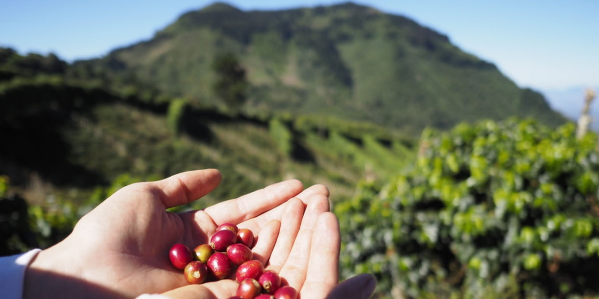 Foto: Cierre nacional de cosecha cafetalera 2025-2026 /Cortesía