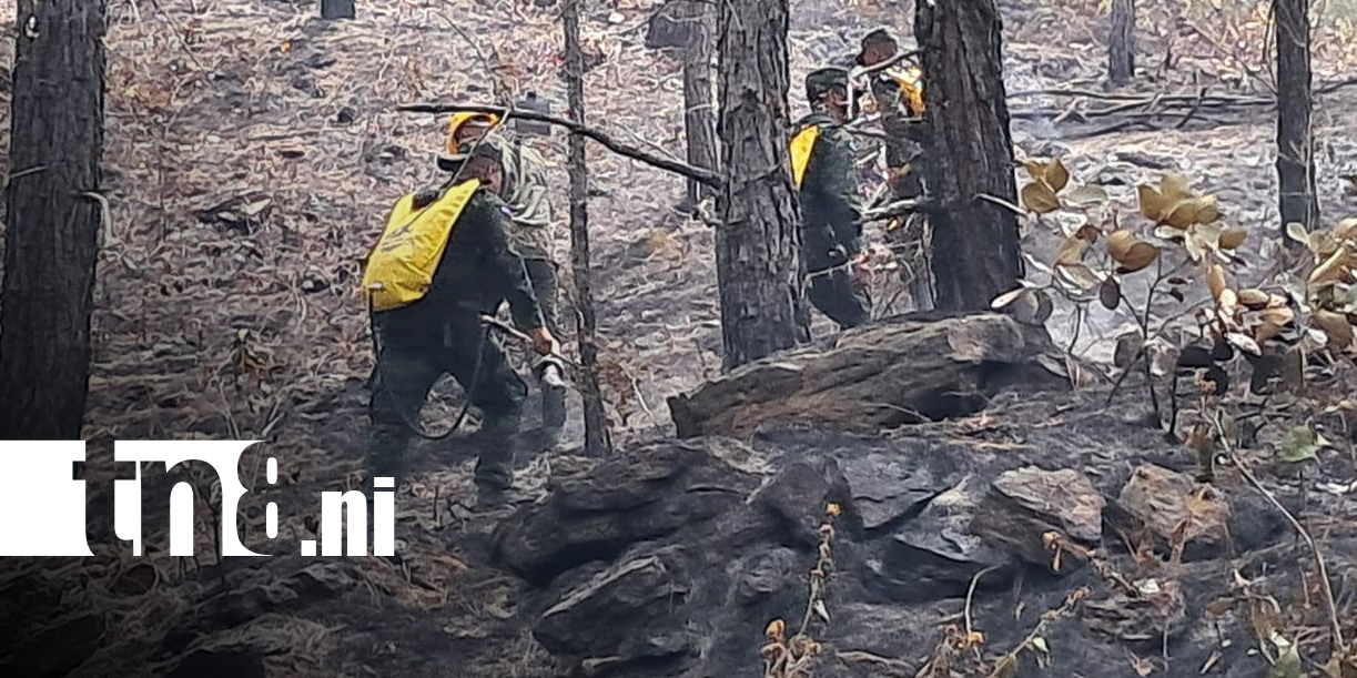 Foto: Incendio forestal arrasa hectáreas de pino en cerro Las Canoas, Madriz/ TN8