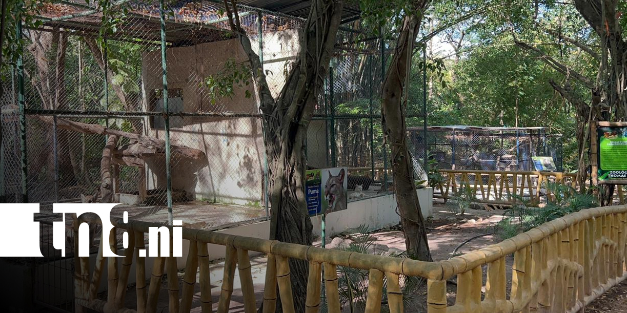 Foto: Zoológico Thomas Belt atenderá en Semana Santa y anuncia mejoras en recinto de pumitas/TN8