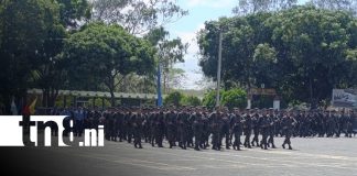 Foto: Cosecha cafetalera 2025-2026 en Nicaragua /TN8