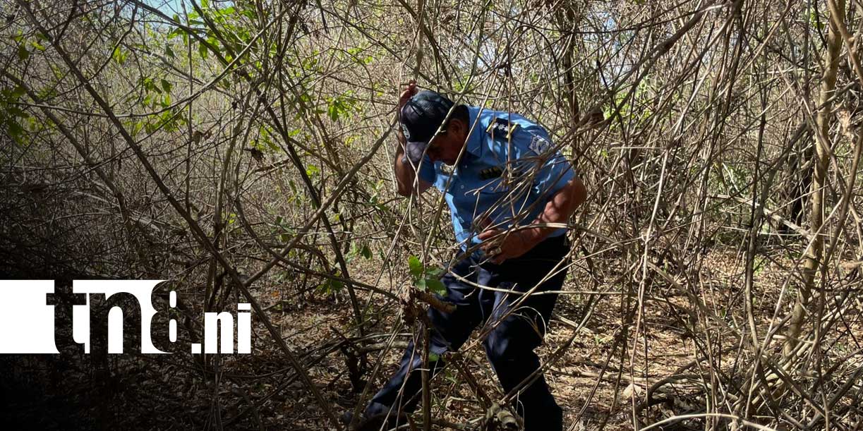 Foto: Abejas provocan muerte de joven en El Coyotepe/TN8