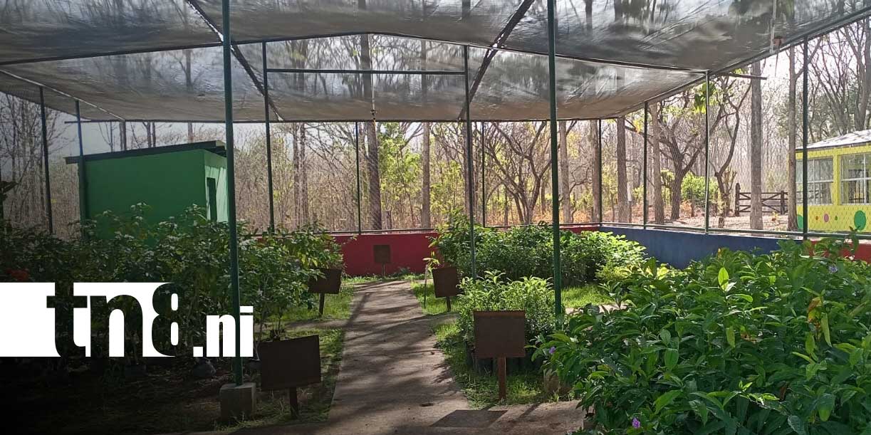 Foto: Vivero de Nandaime amplía producción a más de 60 mil plantas/TN8