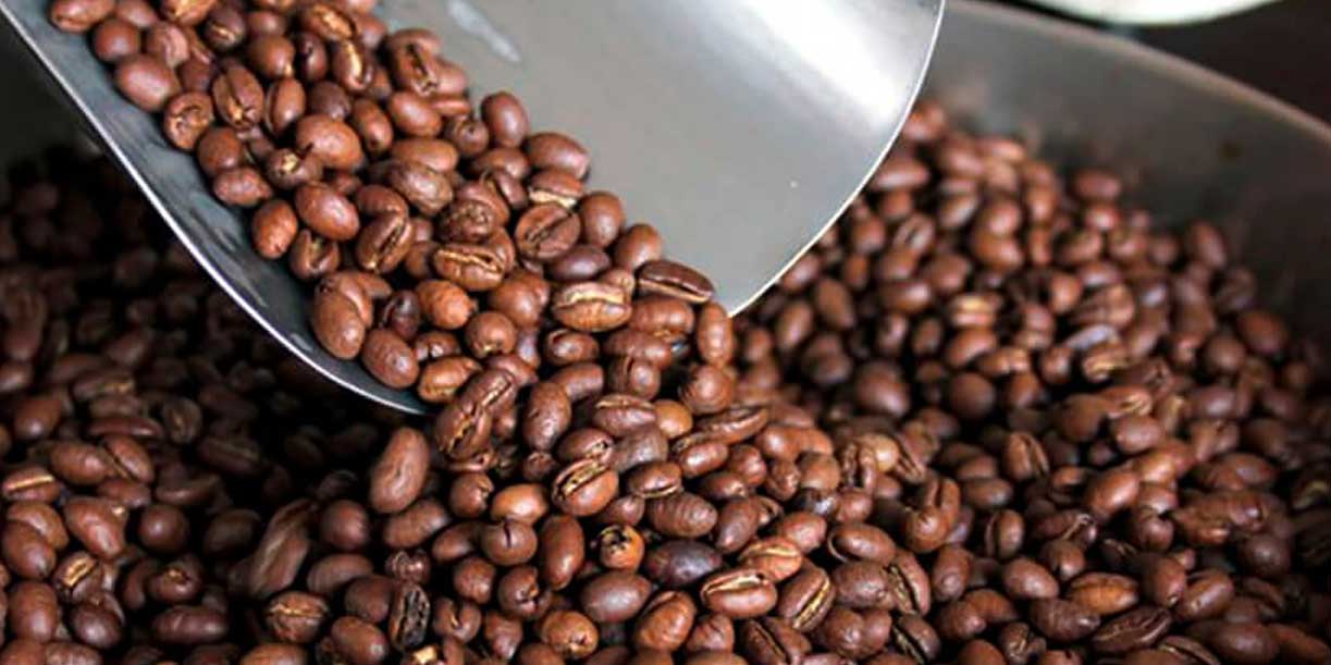 Foto: Éxito en exportaciones y calidad mundial del café nicaragüense/ Cortesía