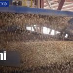 Foto: Nicaragua conquista mercados con su maní/ TN8