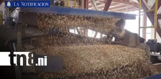 Foto: Nicaragua conquista mercados con su maní/ TN8