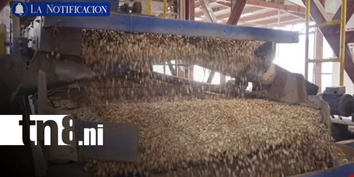 Foto: Nicaragua conquista mercados con su maní/ TN8 Foto: Nicaragua conquista mercados con su maní/ TN8