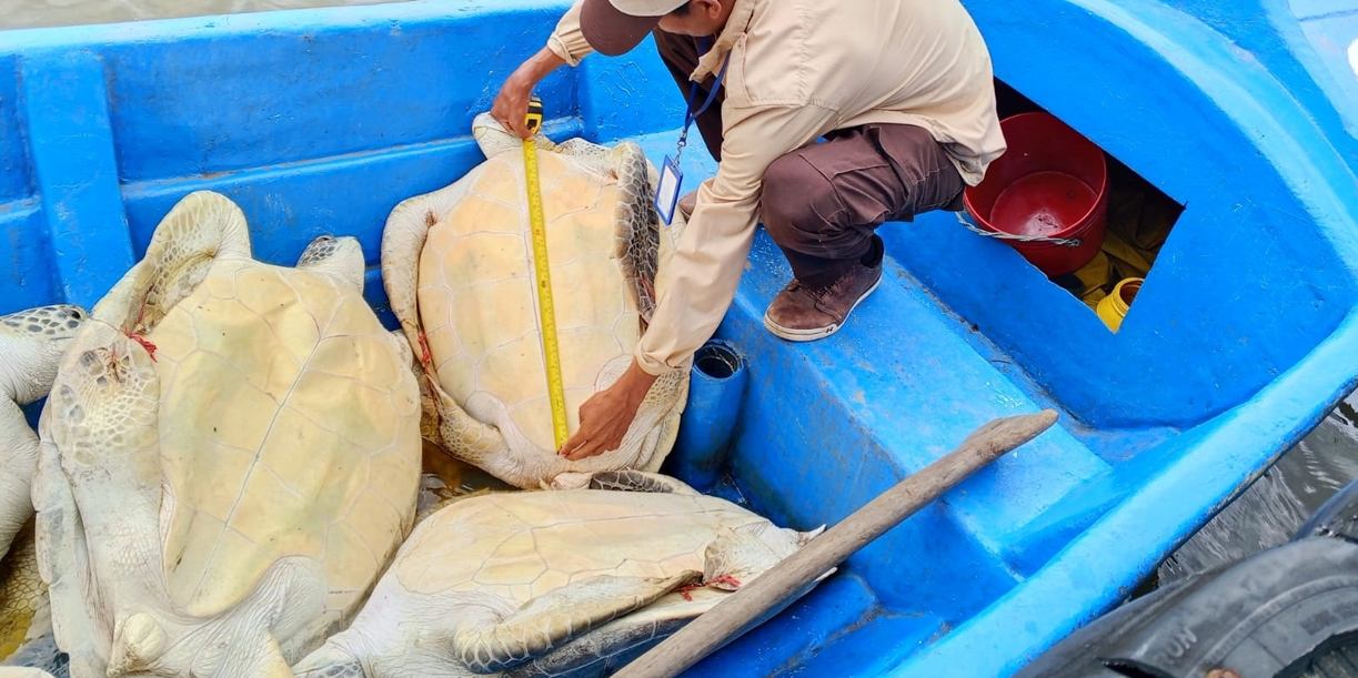 Foto: Recuperadas y libres: tortugas verdes regresan al mar en Costa Caribe Sur /Cortesía