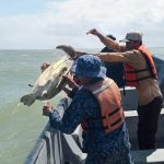 Foto: Recuperadas y libres: tortugas verdes regresan al mar en Costa Caribe Sur /Cortesía