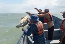 Foto: Recuperadas y libres: tortugas verdes regresan al mar en Costa Caribe Sur /Cortesía