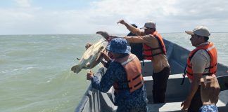 Foto: Recuperadas y libres: tortugas verdes regresan al mar en Costa Caribe Sur /Cortesía