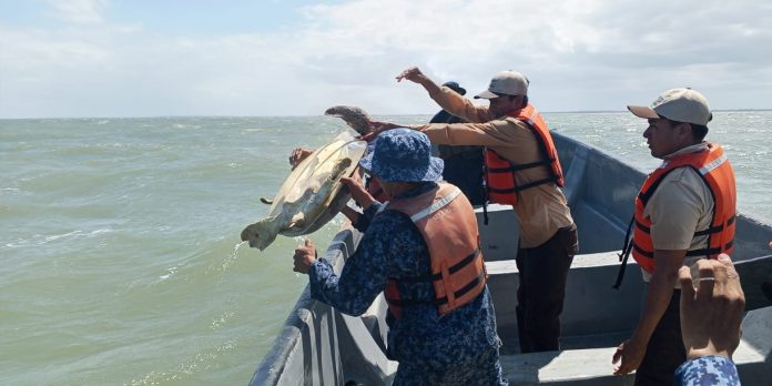 Foto: Recuperadas y libres: tortugas verdes regresan al mar en Costa Caribe Sur /Cortesía
