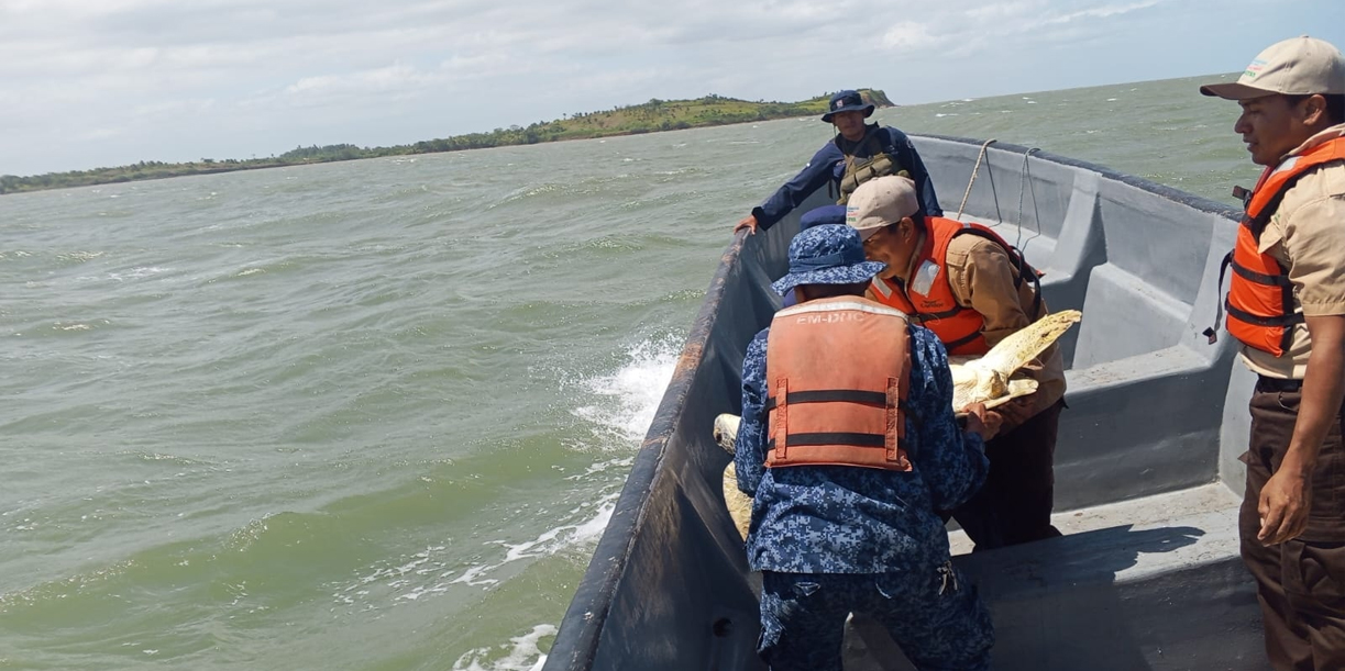 Foto: Recuperadas y libres: tortugas verdes regresan al mar en Costa Caribe Sur /Cortesía
