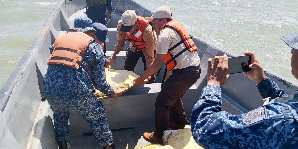 Foto: Recuperadas y libres: tortugas verdes regresan al mar en Costa Caribe Sur /Cortesía