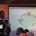 IPSA refuerza control del gusano barrenador en zonas fronterizas de Madriz Foto: IPSA intensifica lucha contra el gusano/TN8