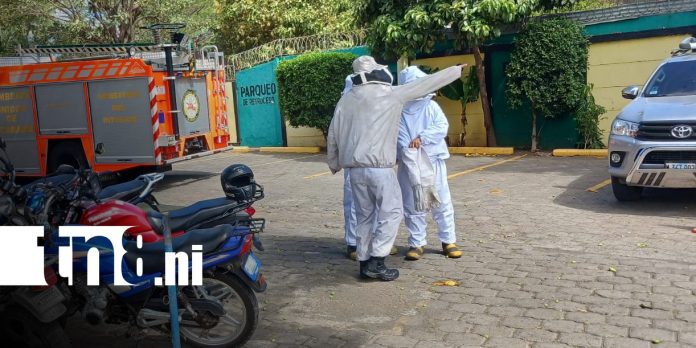 Foto: Ataque de abejas en Managua / TN8 Foto: Ataque de abejas en Managua / TN8