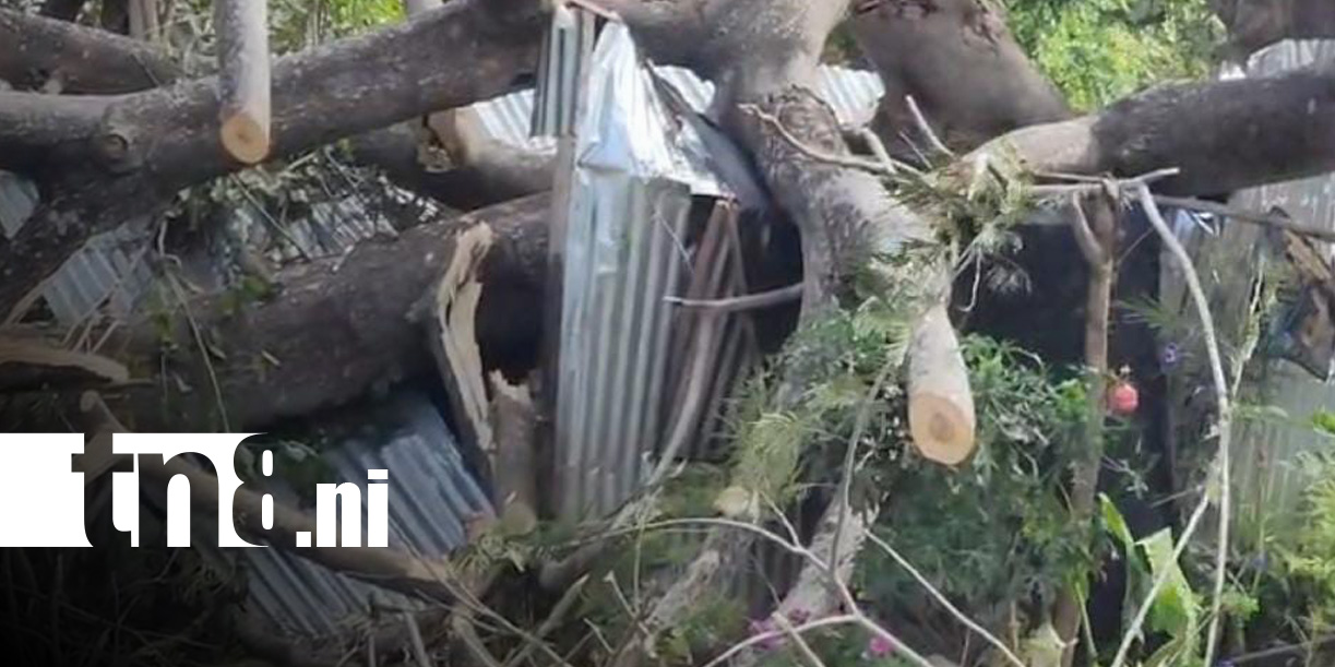 Foto: Caída de árbol en Tola, Rivas / TN8