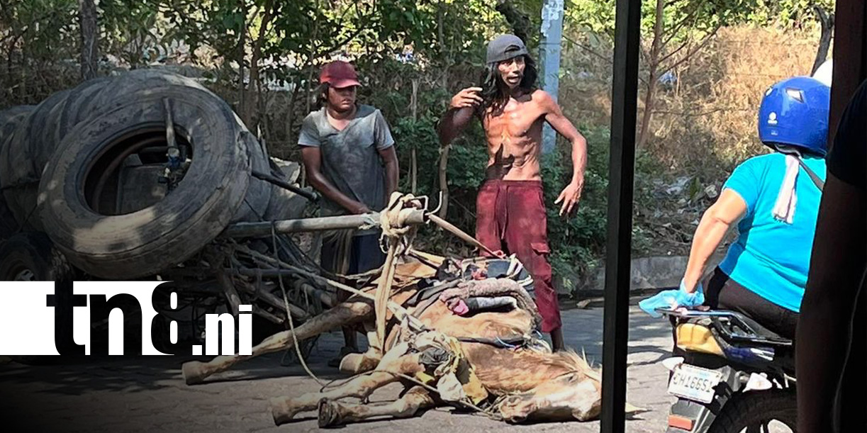 Foto: Maltrato animal en Chinandega / TN8