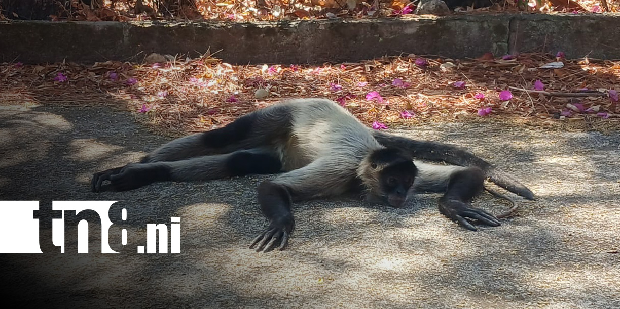 Foto: Monos en la Carretera Vieja a León / TN8
