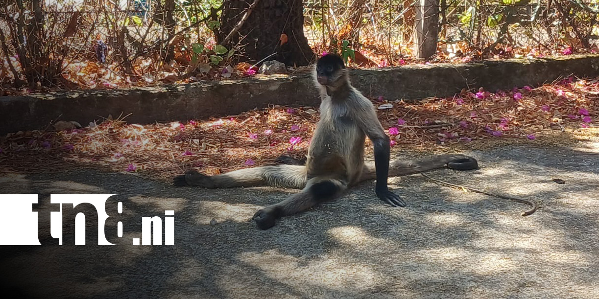 Foto: Monos en la Carretera Vieja a León / TN8