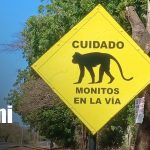 Foto: Monos en la Carretera Vieja a León / TN8