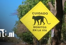 Foto: Monos en la Carretera Vieja a León / TN8