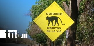 Foto: Monos en la Carretera Vieja a León / TN8