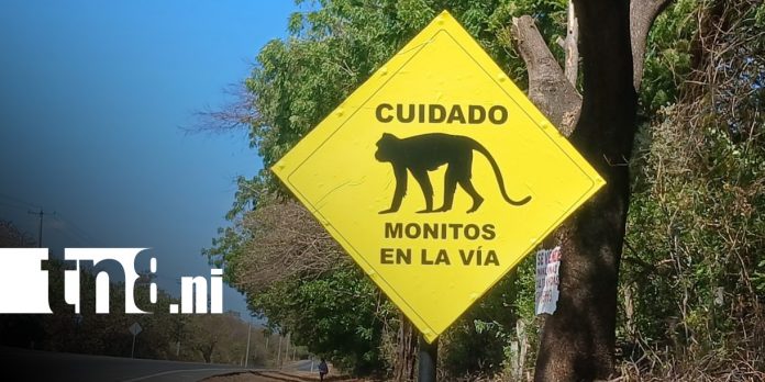 Foto: Monos en la Carretera Vieja a León / TN8