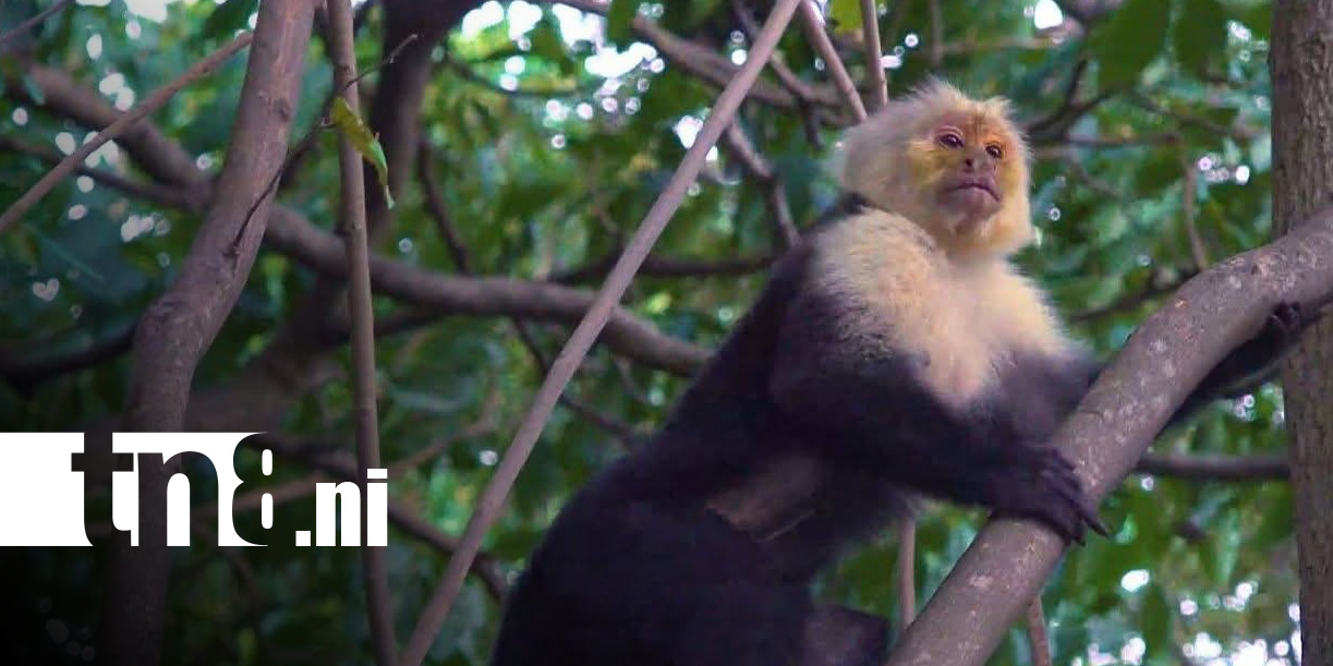 Foto: Monos se convierten en una sensación en la Isla de Ometepe / TN8