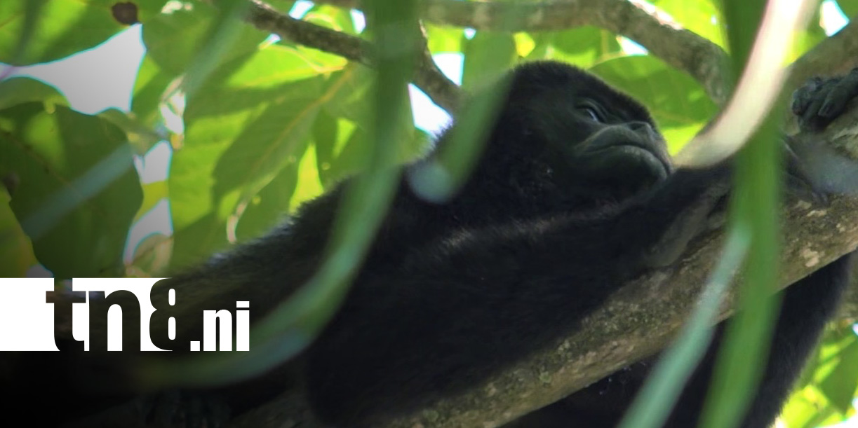 Foto: Monos se convierten en una sensación en la Isla de Ometepe / TN8