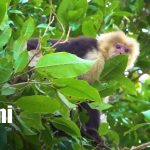 Foto: Monos se convierten en una sensación en la Isla de Ometepe / TN8
