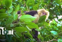 Foto: Monos se convierten en una sensación en la Isla de Ometepe / TN8