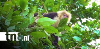 Foto: Monos se convierten en una sensación en la Isla de Ometepe / TN8