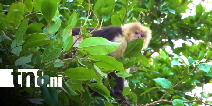 Foto: Monos se convierten en una sensación en la Isla de Ometepe / TN8 Foto: Monos se convierten en una sensación en la Isla de Ometepe / TN8