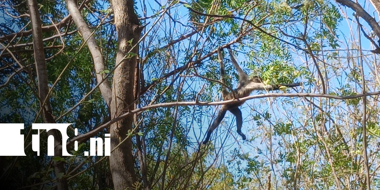 Foto: Monos en la Carretera Vieja a León / TN8