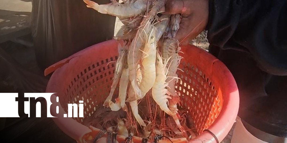 Foto: Pesca de camarón en BIlwi, Caribe NOrte / TN8