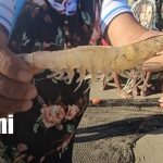 Foto: Pesca de camarón en BIlwi, Caribe NOrte / TN8