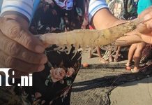 Viento del norte: El fenómeno que impulsa la pesca de camarón en El Cocal, Bilwi Foto: Pesca de camarón en BIlwi, Caribe NOrte / TN8