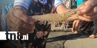 Foto: Pesca de camarón en BIlwi, Caribe NOrte / TN8
