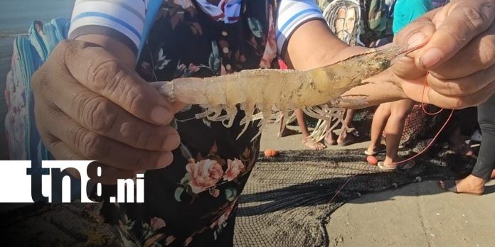 Foto: Pesca de camarón en BIlwi, Caribe NOrte / TN8