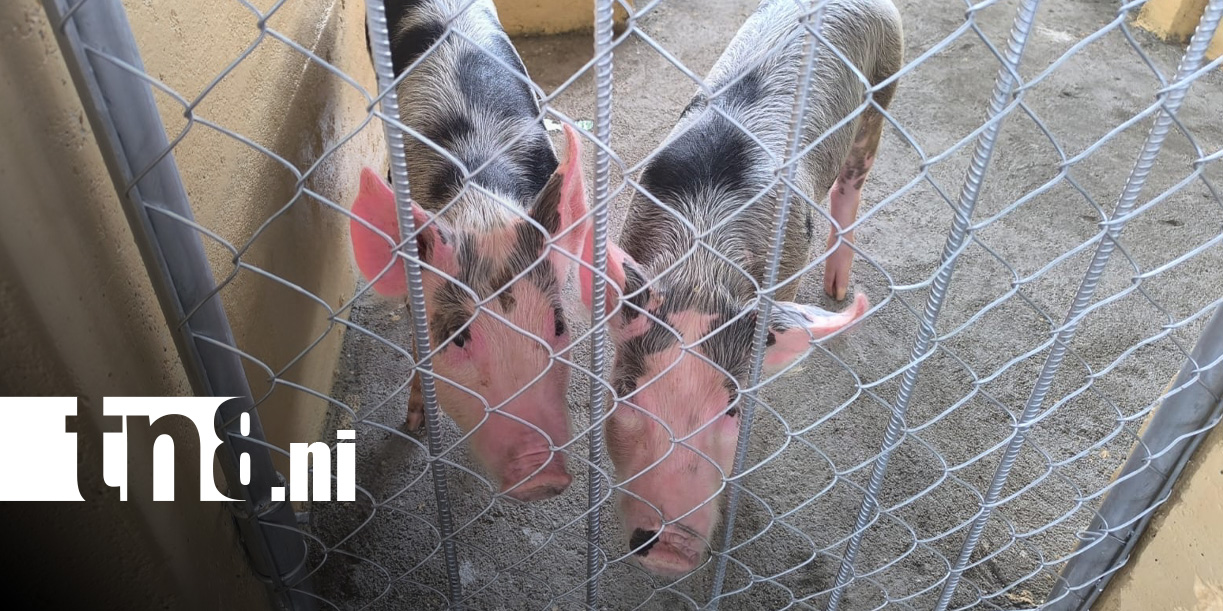 Foto: Mejoras en el Sistema Penitenciario de Estelí con nuevo comedor y espacio de crianza porcina / TN8