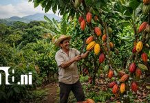 Diputados avalan acuerdo que impulsa el desarrollo del cacao