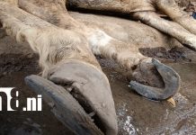 Indignación en Las Jagüitas por abandono de yegua desnutrida Foto. Yegua maltratada en Las Jagüitas, Managua / TN8